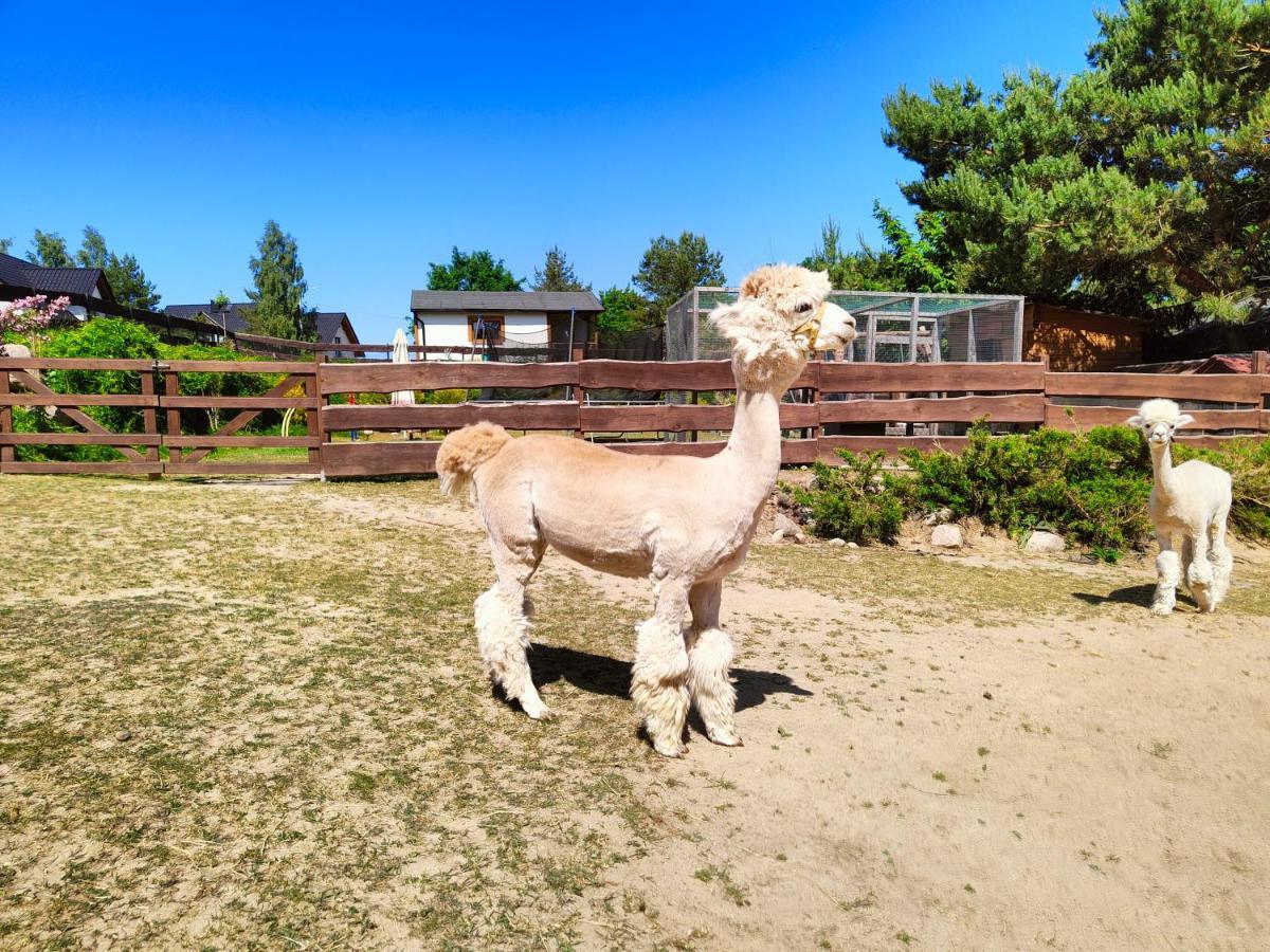 Domek Na Slonecznikowej フミエルノ エクステリア 写真