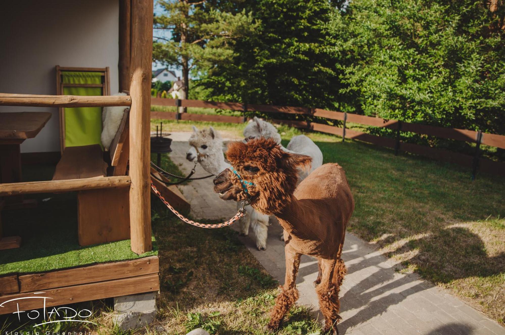 Domek Na Slonecznikowej フミエルノ エクステリア 写真