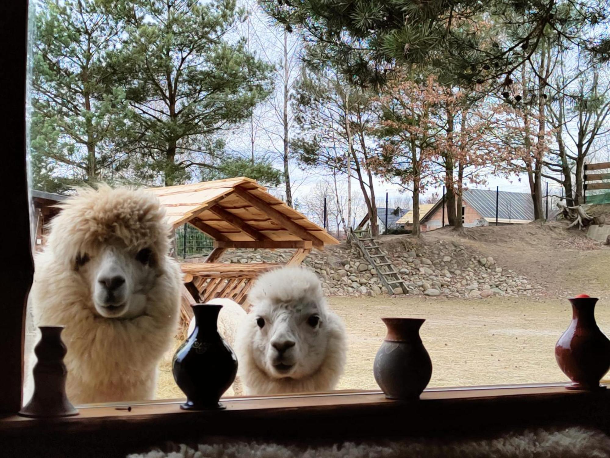 Domek Na Slonecznikowej フミエルノ エクステリア 写真